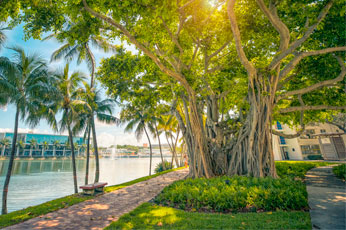 Campus Walkway